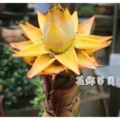 《花鄉園藝》地湧金蓮、千瓣蓮花、7寸盆