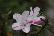 【優勢】日本皋月杜鵑中苗~品種名(孫姬)~1