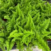 陽光綠築【蕨類植物。密葉腎蕨】淨化空氣超佳效果~耐陰。~