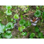 @大大園藝@**金錢薄荷枝條5元**植物是活體！！不適用7天鑑賞期，能接受者再購買！
