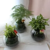 PD30玻璃苔蘚球 / 苔球植物  生態缸 室內盆栽 多肉植物