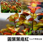 《林作物》水草 圓葉葉底紅/玫瑰葉底紅 水中葉 後景 不需CO2 耐熱 紅色水草 陰性草 新手級/葉底紅
