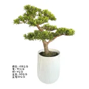 植物空間 造型羅漢松鎂泥盆3陽光植物 觀葉植物 陽台綠植 盆景盆栽 門口擺設