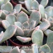 沅鈺農場   多肉植物   一吋盆/粉紅佳人