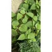 茂豐~盆栽  水果鼠尾草 Fruit Sage 水蜜桃鼠尾草  三吋$50   五吋$120/盆