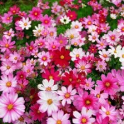現貨 波斯菊（50粒）四季種植 格桑花種子 花海種子 陽台庭院盆栽 新手易種易活 純潔之花 幸運花 無情的開花機器