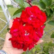 玫瑰花苗（琳達坎貝爾）月季 薔薇 玫瑰花 3~4吋盆1