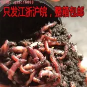 【75折下殺】紅蚯蚓魚餌批發垂釣餌料釣魚蚯蚓盒裝活體大平二號江浙滬皖免 郵