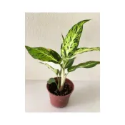 (店+)星光燦爛粗肋草 3寸小品 觀葉植物 室內綠化 辦公室綠化 空氣淨化能力強