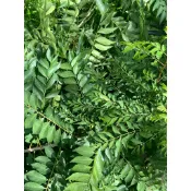 台灣 -- 咖哩葉(在地小農無毒栽培)