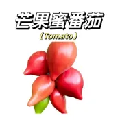 嘉義現貨（芒果蜜番茄種子FQ-12）大果牛心番茄香甜沙瓤多汁甜度高~四季播種盆栽果菜蔬菜種子#tomato