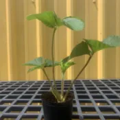 《草莓苗》—“桃薰草莓”