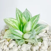 『Succulents』寶草錦🐠
