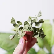 【紙植栽 DIY材料包 S】 蝙蝠草 | 9028401 紙風景