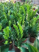 一禪種苗園-葉面光滑油亮 終年翠綠〈金錢樹〉觀葉植物-5/6吋盆/賀年花卉之一/護宅生財/居家綠植盆栽