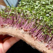 520微綠種植盤組合+種植毯10入+綠花椰菜種子 小麥草種子 苜蓿芽種子 紫高麗 向日葵_有種植教學