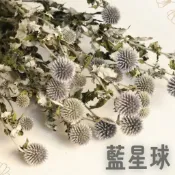 乾燥藍星球 乾燥花 綜合 不凋花 兔尾草 情人草 勿忘我 滿天星 插花花材 永生花 卡斯比亞 星辰花 麥穗 花束 花藝