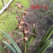 佳林蘭園  國蘭 報歲蘭【達摩爪藝】 蘭花