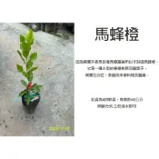 心栽花坊-馬蜂橙/泰國青檸/泰國馬蜂橙/嫁接苗/檸檬/4吋/水果苗/特價260