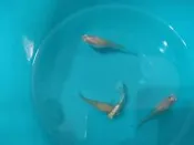 白子天空藍