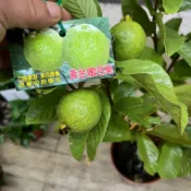 黃金蜜芭樂✅嫁接矮化盆栽✅可盆栽陽台  芭樂樹苗 芭樂苗 紅心芭樂苗 果苗 樹苗 矮化果樹 矮生盆栽 矮化盆栽 水果盆栽