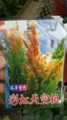 ╭＊田尾玫瑰園＊╯盆景素材-(彩虹天空柏)高20cm200元