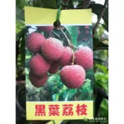 勿直接下標 黑葉荔枝 黑葉 荔枝苗 樹苗 竹葉黑 荔枝 盆栽 果樹苗 古早味 烏葉荔枝 玉荷苞 非 翠玉 吉荔 早大荔