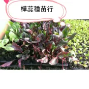 E01甜菜根苗  2.5寸盆 根莖葉 皆可食用，甜菜根苗 2.5寸盆