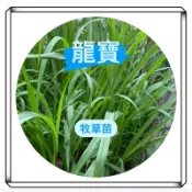 龍寶牧草🔥現貨速出🔥 綠狼尾草苗 天竺鼠牧草苗 兔子牧草苗 陸龜牧草苗 艾草苗 寵物牧草 拜拜馬草 犒賞馬草 王爺馬草