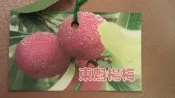 ╭☆東霖園藝☆╮水果苗-甜楊梅/特大甜楊梅/(果實大於50元硬幣)東魁種  另有黑炭楊梅