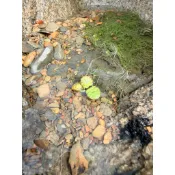 小石頭大世界🌎（含運）原生溪流砂20kg裝 生態缸 底砂 園藝 地鋪石 景觀設計 石材 水族缸 水草