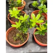 慶平花坊-[綠鑽羅漢松-微造型]喬木-1.5吋盆/葉片小巧可人/羅漢松中小葉型態品種