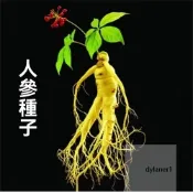 🌱 日式園藝造景精選優質人參種子5元3粒黨參長白山人參水果種子名貴藥材四季人參種子可觀賞可食用微型盆栽