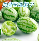 拇指西瓜種子 盆栽迷你西瓜籽｜陽台菜園種植｜手指西瓜可食用｜趣味栽培種籽｜家庭農場綠化｜台灣現貨發售