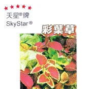 彩葉草 【穗耕種苗】 彩葉草種子 天星牌 花卉原包裝種子 新鮮種子