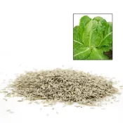 (店+)【蔬菜之家】大包裝A97.吉林脆甜萵苣綠蘿蔓種子30克 約27000顆吉林甜脆生菜種子