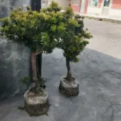 金鑽(晶鑽)羅漢松🌲定價1500元☘️8寸盆