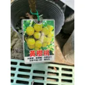 霏霏園藝黃櫻桃苗一棵特價700元原價900元