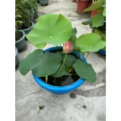 田尾玫瑰園 l 荷花 ' 一呎盆 水生植物