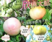觀山水：欣桃太郎30元（種子1包）請結標金額150元（6包：可搭配其它種子）才能出貨！謝謝