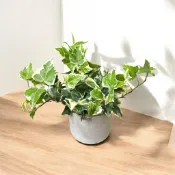 ｛英宏｝室內植物 淨化空氣 常春藤3寸 辦公室小物 桌上小物 宜家家居 送禮祝賀 雨林植物 塊根植物