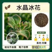 【台灣出貨 電子發票】冰花 種子 菜籽 水晶冰菜 水晶冰花 冰菜 水耕 生菜 空中花園藝世界