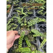 『525生態植物園』梅山口鐵線蕨（梅山鐵線蕨）原生植物，蕨類，觀葉植物，高雄稀有植物