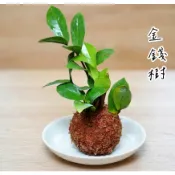 金錢樹 發財樹 元寶樹  室內植物 觀葉植物 北歐植物 盆栽 辦公室盆栽