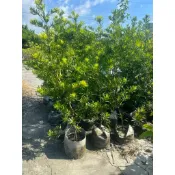 美植袋 羅漢松約一米高（大量另議）
