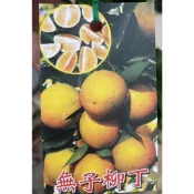 ★綠霖園藝★無子柳丁嫁接苗高度100公分 水果樹苗/觀賞植物/水果樹苗/新興果樹/果苗/嫁接/植物/盆栽