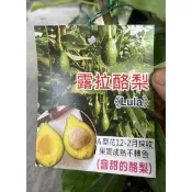 露拉甜酪梨/露拉酪梨/嫁接苗/永吉種苗園