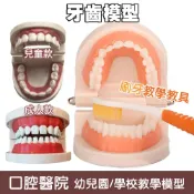 保母證照牙模 刷牙教學齒模 牙科標準牙模型 牙齒模型 牙模教學 幼兒園刷牙練習 口腔模型 牙醫 學校教學好道具 牙齒教具