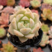 藍寶石SP1吋多肉植物