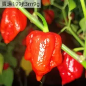 🌶️【特立尼辣椒種子】🌶️新種上市 （變態辣）高度約為80-120CM 果實芳香 高產可觀賞可食用辣椒種子 庭院陽台盆栽